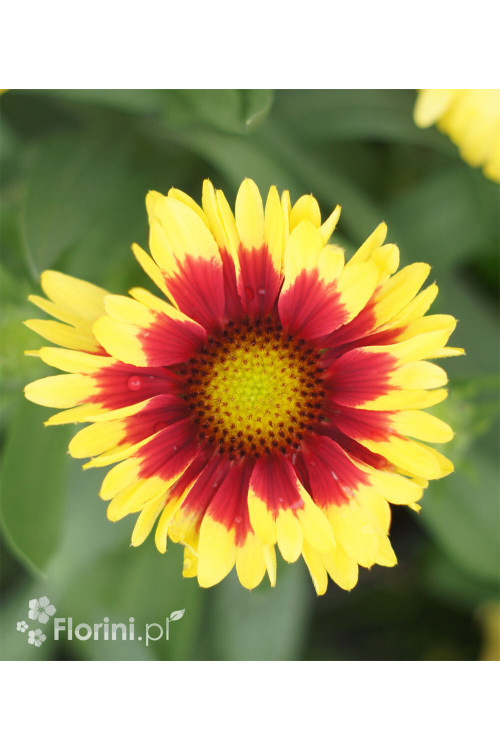 Gailardia 'Sunset Mexican' Gailardia