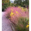 Muhlenbergia | Muhlenbergia reverchonii