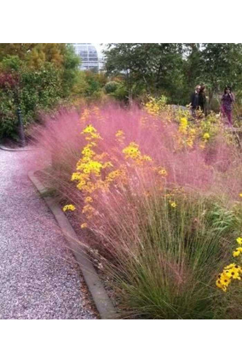 Muhlenbergia | Muhlenbergia reverchonii