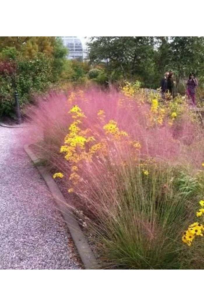 Muhlenbergia | Muhlenbergia reverchonii