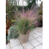 Muhlenbergia | Muhlenbergia reverchonii