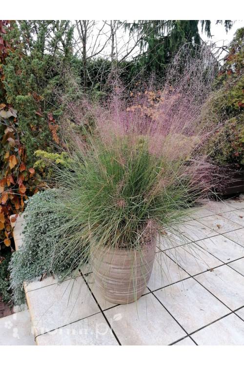 Muhlenbergia | Muhlenbergia reverchonii