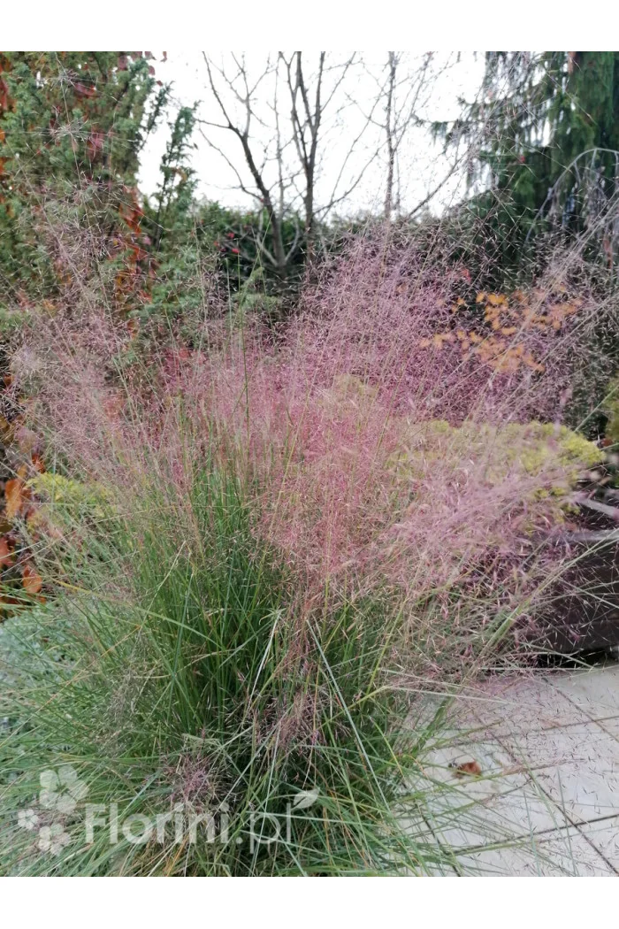 Muhlenbergia | Muhlenbergia reverchonii