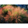 Muhlenbergia | Muhlenbergia reverchonii
