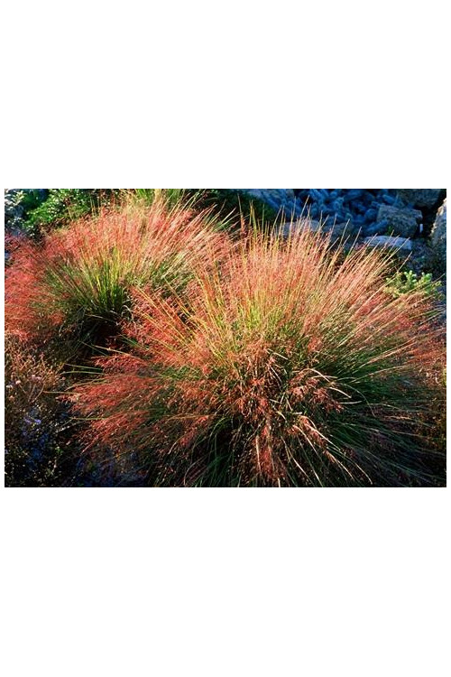 Muhlenbergia | Muhlenbergia reverchonii