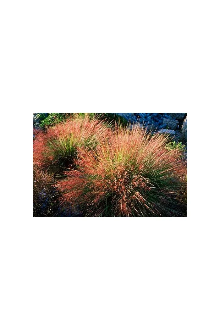 Muhlenbergia | Muhlenbergia reverchonii