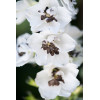 Ostróżka ogrodowa 'White Dark Bee' | Delphinium