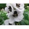 Ostróżka ogrodowa 'White Dark Bee' | Delphinium