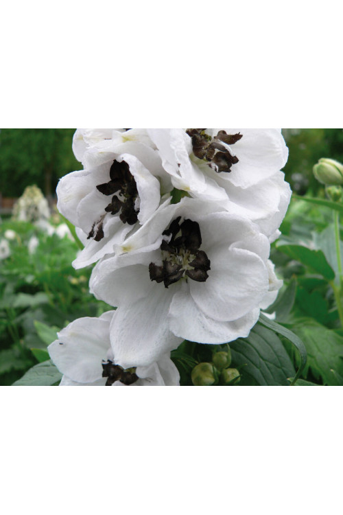 Ostróżka ogrodowa 'White Dark Bee' | Delphinium