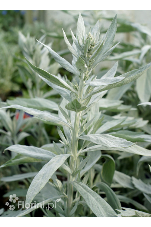 Bylica luizjańska 'Silver Queen' | Artemisia ludoviciana