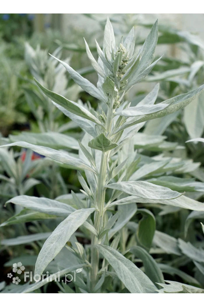 Bylica luizjańska 'Silver Queen' | Artemisia ludoviciana