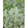 Bylica luizjańska 'Silver Queen' | Artemisia ludoviciana