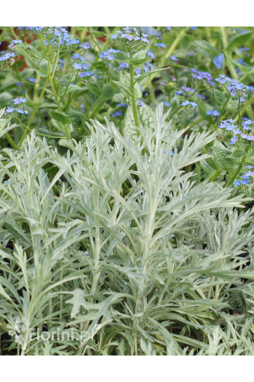 Bylica luizjańska 'Silver Queen' | Artemisia ludoviciana