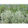 Bylica luizjańska 'Silver Queen' | Artemisia ludoviciana