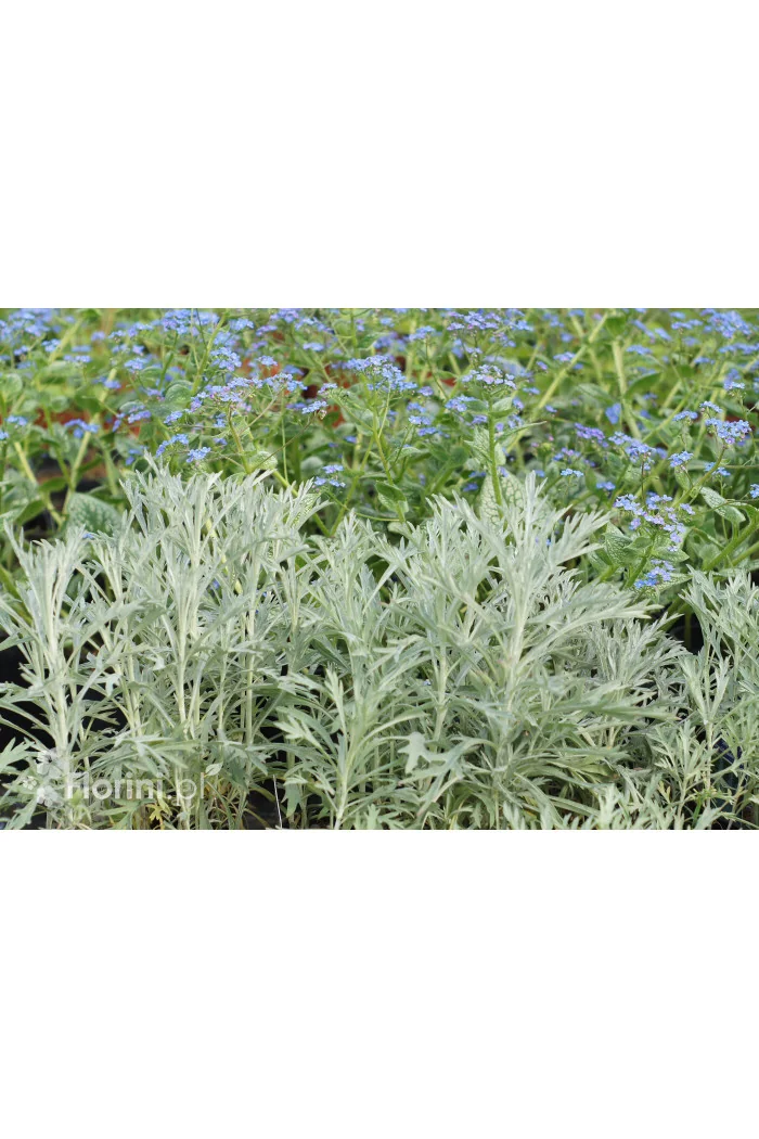 Bylica luizjańska 'Silver Queen' | Artemisia ludoviciana
