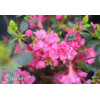 Azalia japońska 'Babuschka' | Azalea japonica