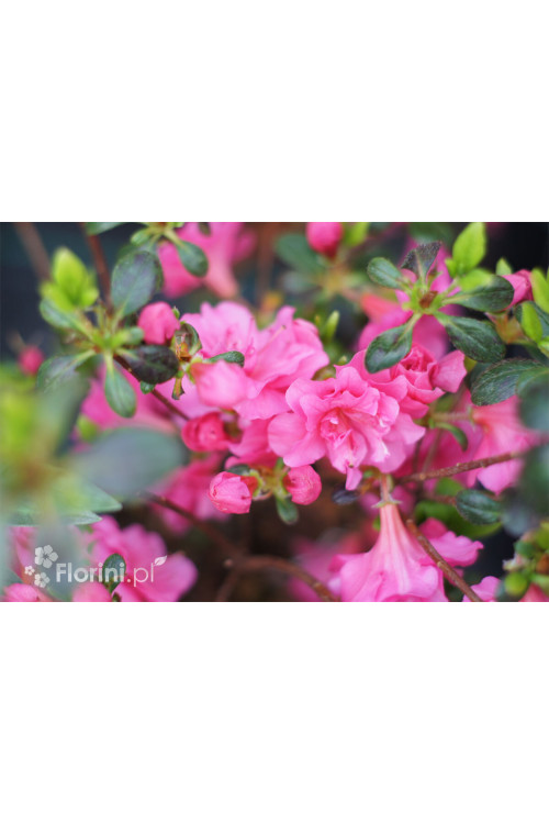 Azalia japońska 'Babuschka' | Azalea japonica