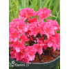 Azalia japońska 'Canzonetta' | Azalea japonica