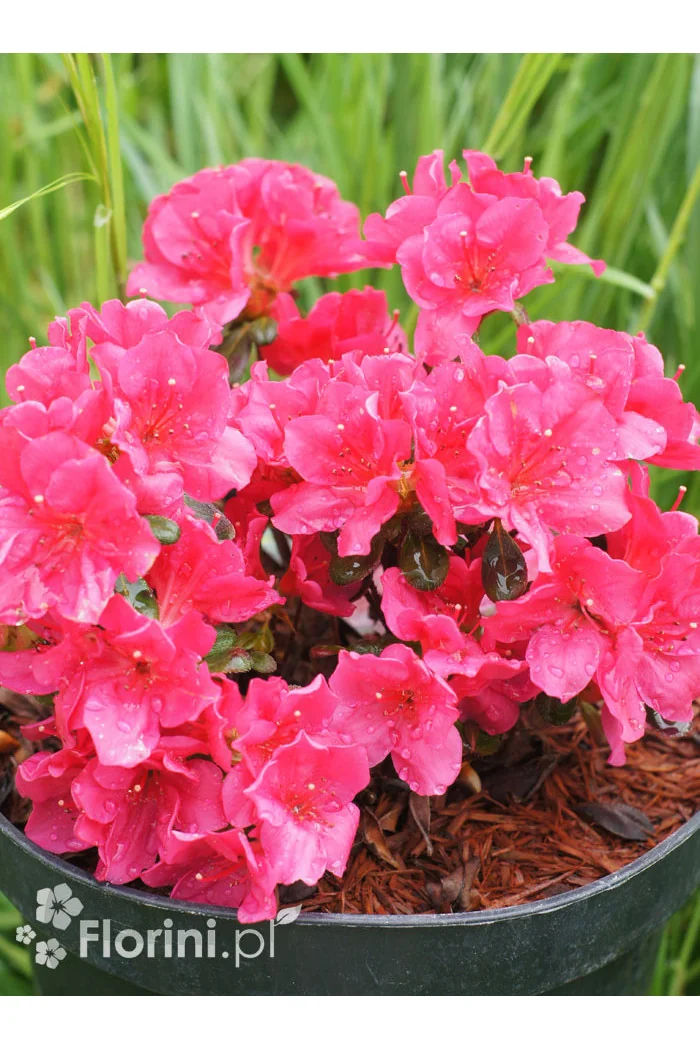 Azalia japońska 'Canzonetta' | Azalea japonica