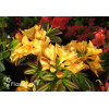 Azalia wielkokwiatowa 'Csardas' | Rhoddendron