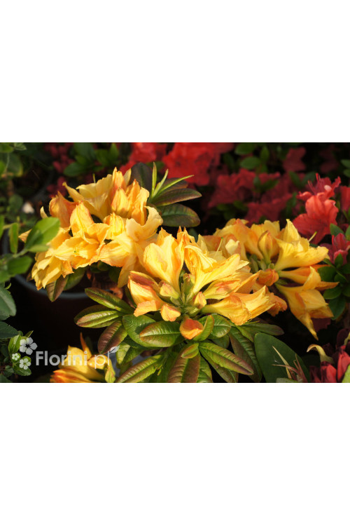 Azalia wielkokwiatowa 'Csardas' | Rhoddendron