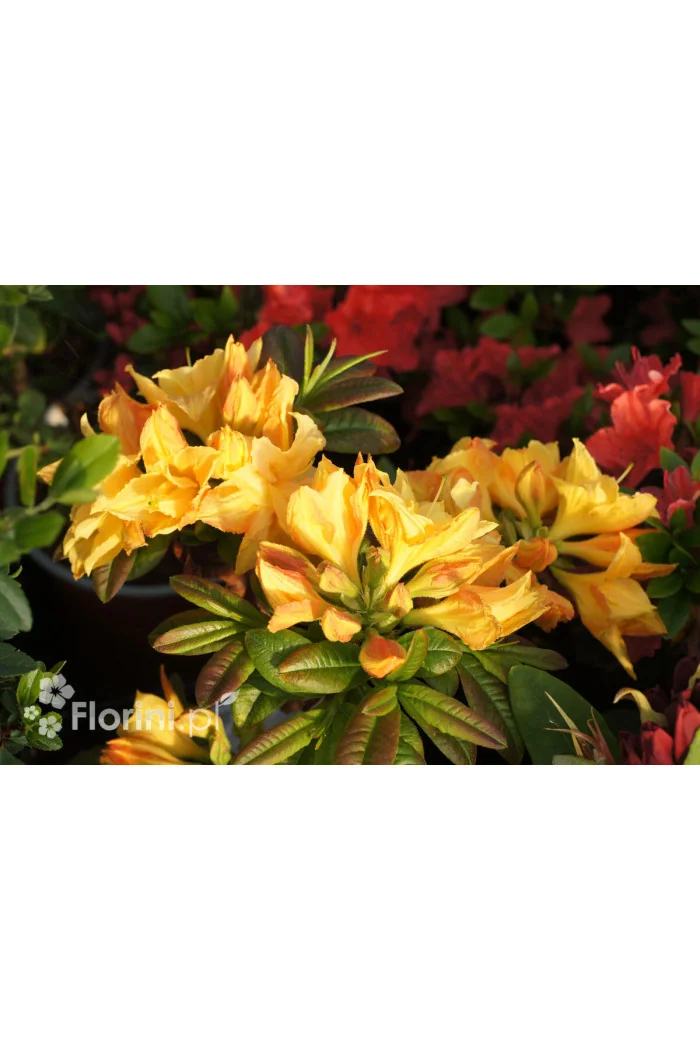 Azalia wielkokwiatowa 'Csardas' | Rhoddendron