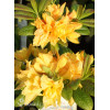 Azalia wielkokwiatowa 'Csardas' | Rhoddendron