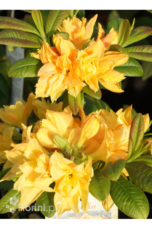 Azalia wielkokwiatowa 'Csardas' | Rhoddendron