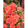 Azalia japońska 'Geisha Orange' | Azalea japonica