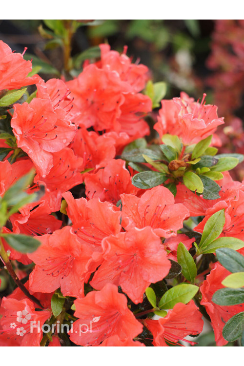 Azalia japońska 'Geisha Orange' | Azalea japonica