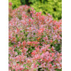Berberys Thunberga 'Admiration' | Berberis thunbergii