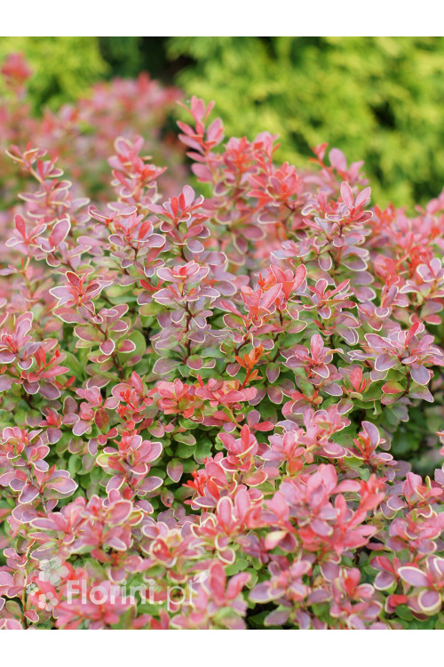 Berberys Thunberga 'Admiration' | Berberis thunbergii