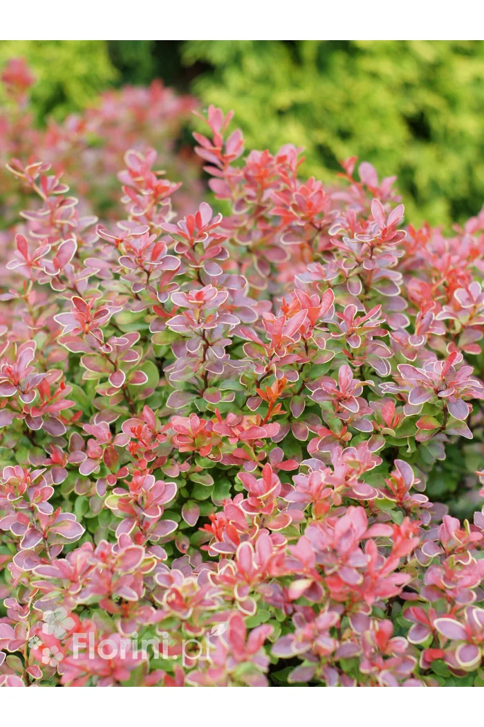 Berberys Thunberga 'Admiration' | Berberis thunbergii