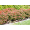 Berberys Thunberga 'Admiration' | Berberis thunbergii