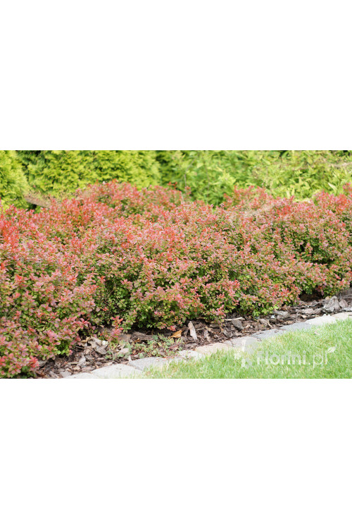 Berberys Thunberga 'Admiration' | Berberis thunbergii