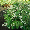 Epimedium Younga 'Niveum' | Epimedium x youngianum