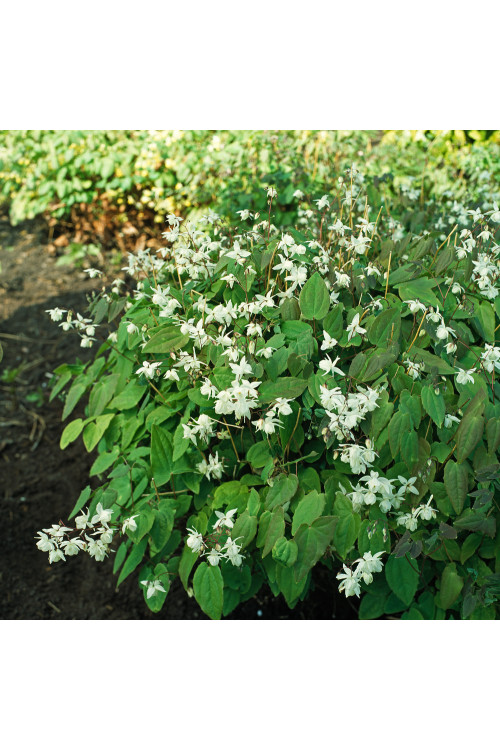 Epimedium Younga 'Niveum' | Epimedium x youngianum
