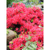 Azalia japońska 'Maruschka' | Azalea japonica
