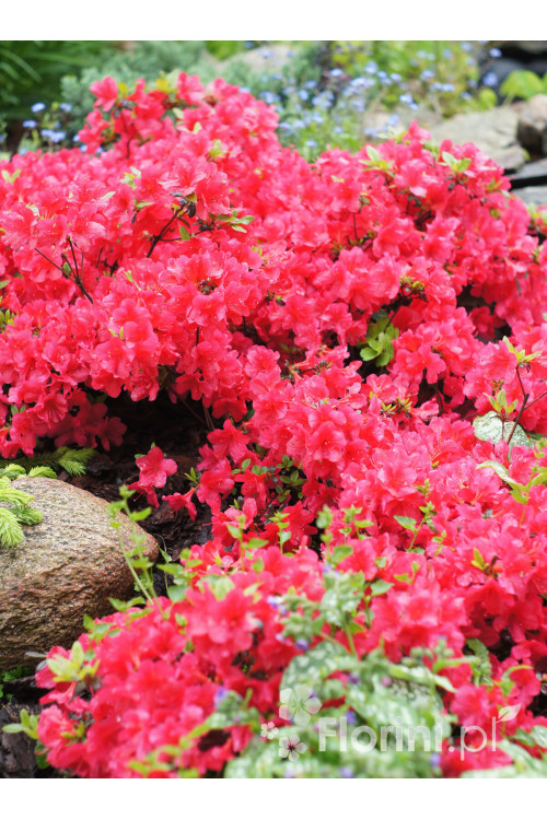 Azalia japońska 'Maruschka' | Azalea japonica