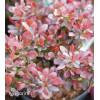 Berberys Thunberga 'Bagatelle' | Berberis thunbergii