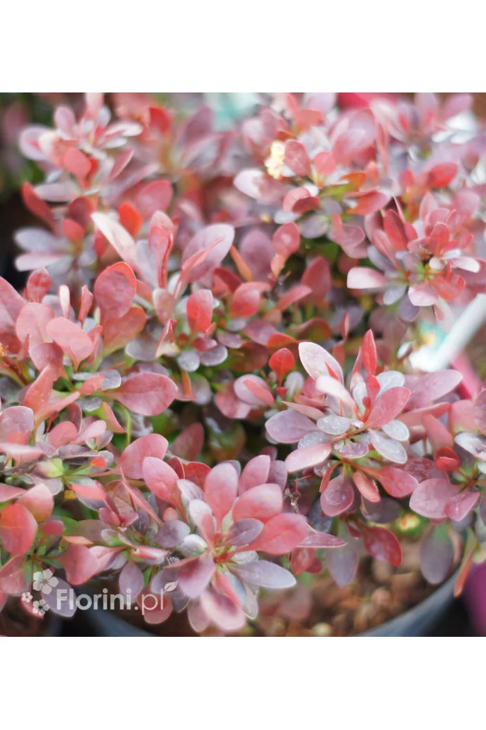 Berberys Thunberga 'Bagatelle' | Berberis thunbergii