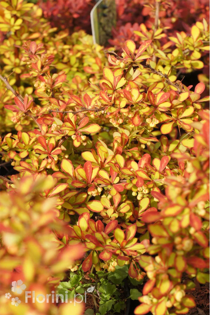 Berberys Thunberga 'Diabolicum' | Berberis thunbergii