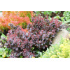 Berberys Thunberga 'Concorde' | Berberis thunbergii