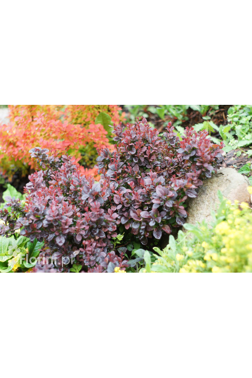 Berberys Thunberga 'Concorde' | Berberis thunbergii