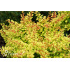 Berberys Thunberga 'Diabolicum' | Berberis thunbergii