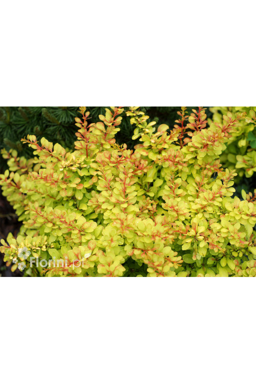 Berberys Thunberga 'Diabolicum' | Berberis thunbergii