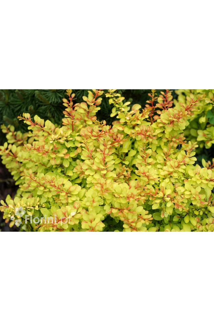 Berberys Thunberga 'Diabolicum' | Berberis thunbergii
