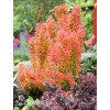 Berberys Thunberga 'Orange Sunrise' Berberis thunbergii