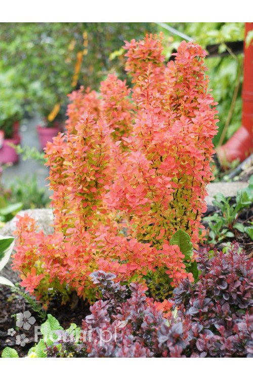 Berberys Thunberga 'Orange Sunrise' Berberis thunbergii