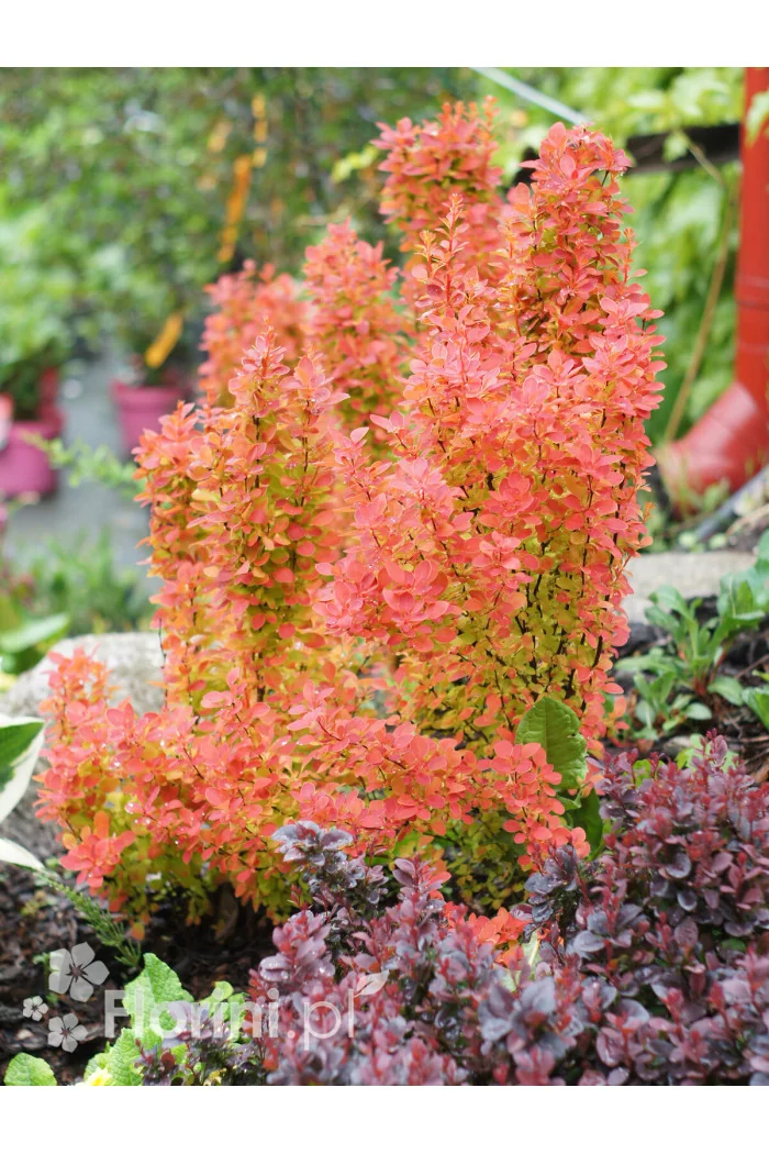 Berberys Thunberga 'Orange Sunrise' Berberis thunbergii